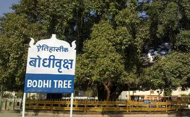 बोधि वृक्ष क्या है बोधि वृक्ष इतिहास Bodhi Vriksha in Hindi